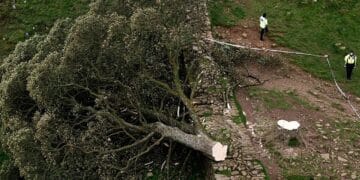 UK police arrest teenager in connection to cutting down ancient tree seen in ‘Robin Hood: Prince of Thieves’