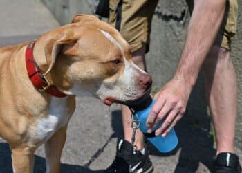 UK will ban American XL Bully dogs after series of recent attacks