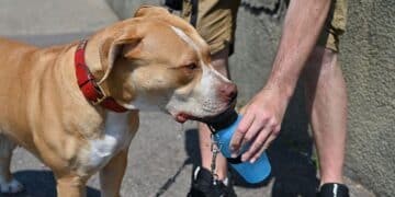 UK will ban American XL Bully dogs after series of recent attacks