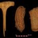Scientists say pair of sandals discovered in Spanish bat cave are 6,000 years old, Europe’s oldest shoes Scientists say pair of sandals discovered in Spanish bat cave are 6,000 years old, Europe’s oldest shoes