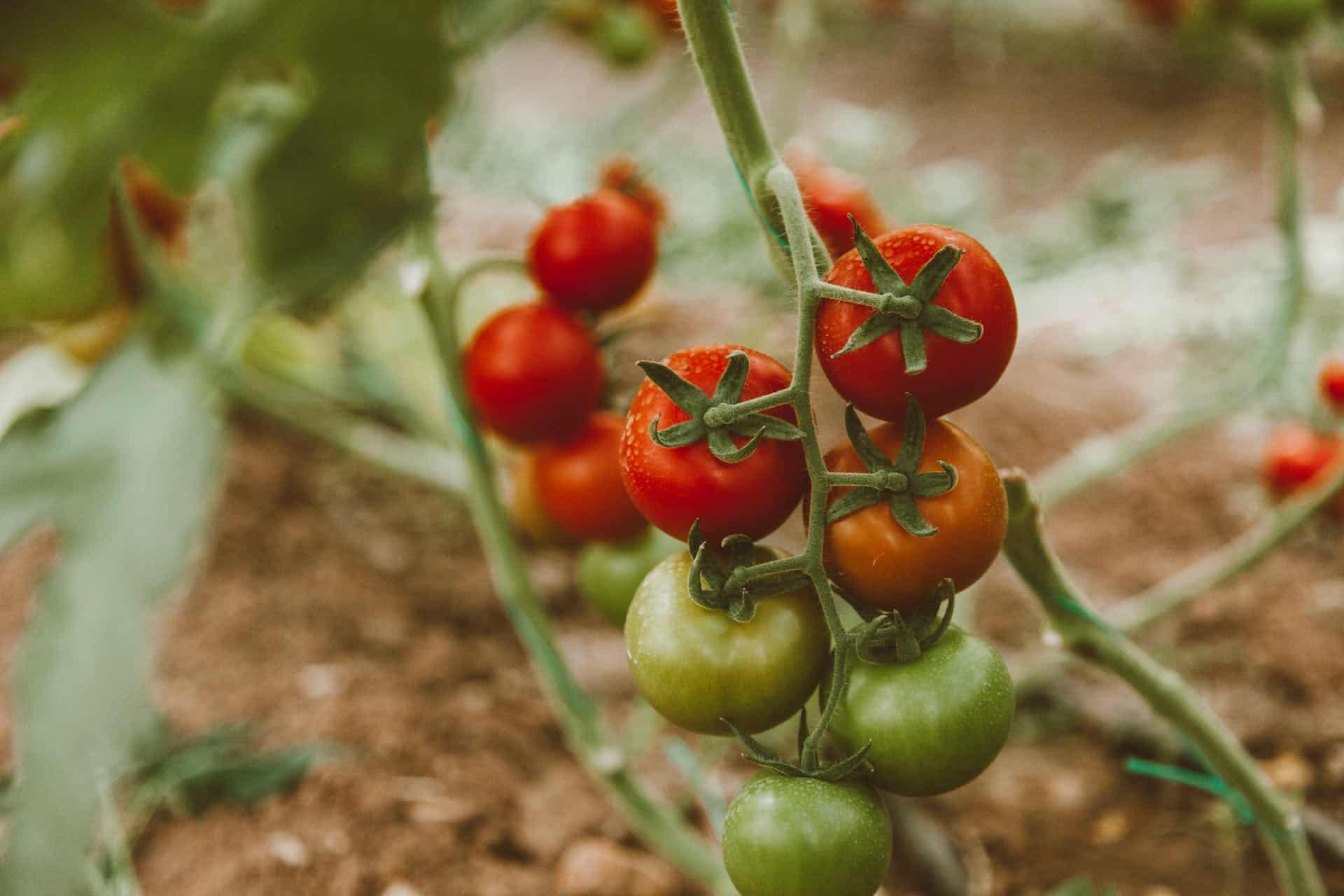 How to Start a Home Vegetable Garden: A Green Thumb's Guide