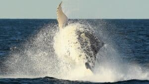 Whale capsizes boat leaving 1 person dead, another injured in ‘absolute freak accident’: officials