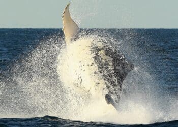 Whale capsizes boat leaving 1 person dead, another injured in ‘absolute freak accident’: officials