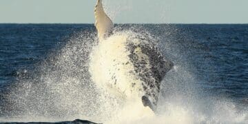 Whale capsizes boat leaving 1 person dead, another injured in ‘absolute freak accident’: officials