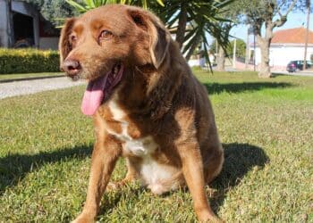 World’s oldest dog Bobi dies at 31