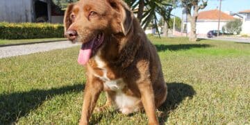 World’s oldest dog Bobi dies at 31