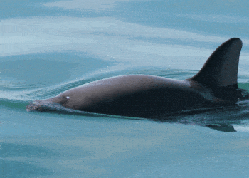 Advocates say a Mexican startup is illegally selling a health drink from an endangered fish