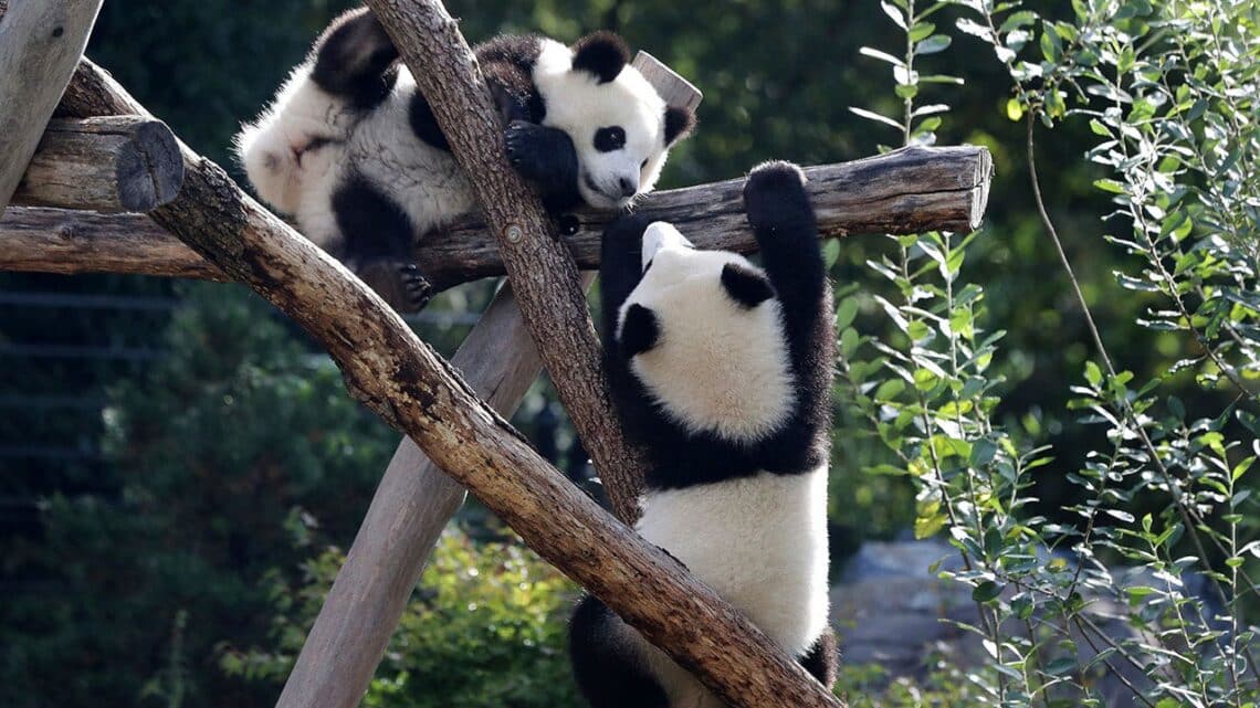 Berlin Zoo’s beloved giant pandas embark on journey to China