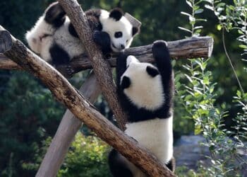 Berlin Zoo’s beloved giant pandas embark on journey to China