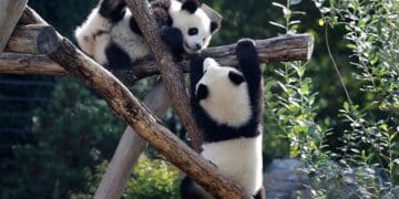 Berlin Zoo’s beloved giant pandas embark on journey to China