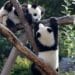 Berlin Zoo’s beloved giant pandas embark on journey to China Berlin Zoo’s beloved giant pandas embark on journey to China