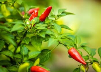 How To Start a Home Vegetable Garden?