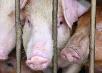 Hong Kong to cull 900 pigs in wake of deadly swine fever outbreak