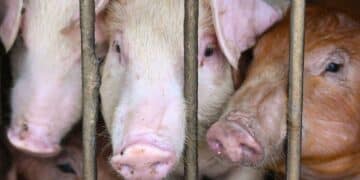 Hong Kong to cull 900 pigs in wake of deadly swine fever outbreak