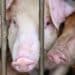 Hong Kong to cull 900 pigs in wake of deadly swine fever outbreak