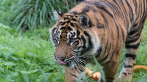 Man found dead at zoo after big cat seen ‘holding a shoe in its mouth’