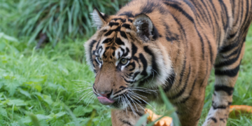 Man found dead at zoo after big cat seen ‘holding a shoe in its mouth’