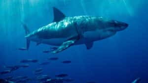 Teen killed in shark attack off Australia’s coast, officials say