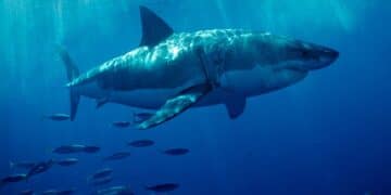 Teen killed in shark attack off Australia’s coast, officials say