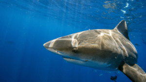 10-year-old Maryland Boy Attacked By Shark In Bahamas: Police