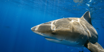 10-year-old Maryland Boy Attacked By Shark In Bahamas: Police