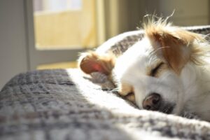 Understanding Your Pet’s Digestive Health