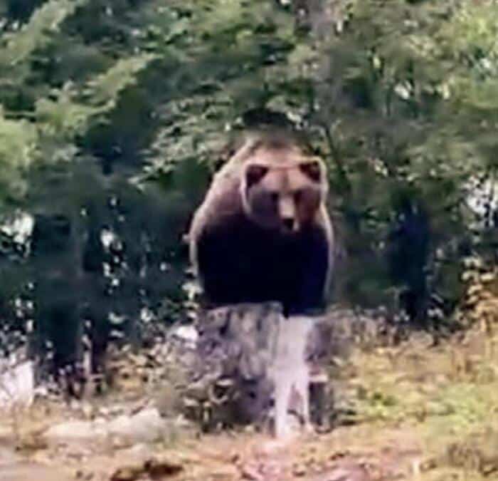 Italian Officials Under Scrutiny After Killing Brown Bear Deemed Dangerous To Humans