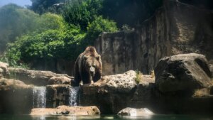Italian Officials Under Scrutiny After Killing Brown Bear Deemed Dangerous To Humans