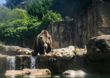Italian Officials Under Scrutiny After Killing Brown Bear Deemed Dangerous To Humans