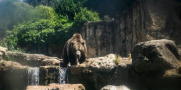 Italian Officials Under Scrutiny After Killing Brown Bear Deemed Dangerous To Humans