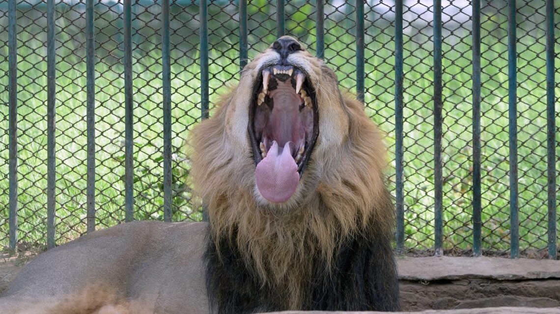 Man killed by lion after entering enclosure at zoo: 'The animal attacked' Man killed by lion after entering enclosure at zoo: ‘The animal attacked’