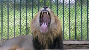 Man killed by lion after entering enclosure at zoo: ‘The animal attacked’