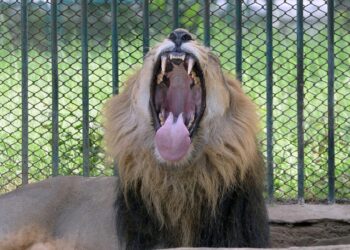 Man killed by lion after entering enclosure at zoo: ‘The animal attacked’