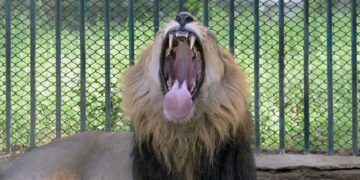 Man killed by lion after entering enclosure at zoo: ‘The animal attacked’