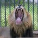 Man killed by lion after entering enclosure at zoo: ‘The animal attacked’