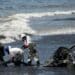 Dutch Forces Deployed To Caribbean Island Hit By Major Oil Spill