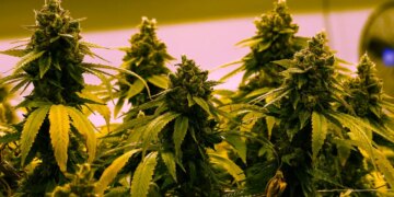 Greek police officer busted on duty with 225 pounds of marijuana