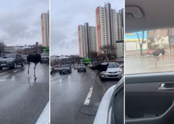 Ostrich runs through traffic in South Korea after escaping zoo