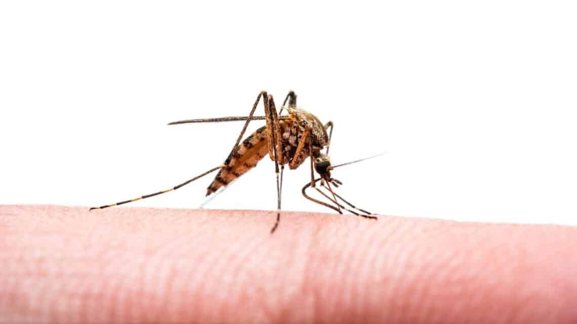 Puerto Rico Health Authorities Declared A Public Health Emergency For Dengue