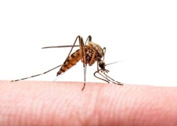 Puerto Rico Health Authorities Declared A Public Health Emergency For Dengue