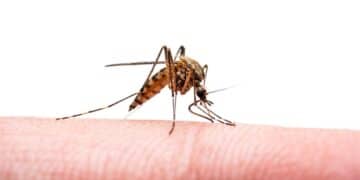 Puerto Rico Health Authorities Declared A Public Health Emergency For Dengue