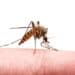 Puerto Rico Health Authorities Declared A Public Health Emergency For Dengue