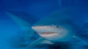British Tourist Has Hand, Thigh Severed After Being Mauled By Bull Shark On Caribbean Island Of Tobago