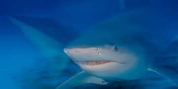 British Tourist Has Hand, Thigh Severed After Being Mauled By Bull Shark On Caribbean Island Of Tobago