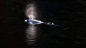 2-Year-Old Orca Calf Swims Out Of Canadian Lagoon Where It Had Been Trapped More Than A Month