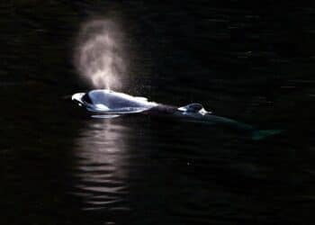 Orca Calf Swims Out Of Canadian Lagoon Where It Had Been Trapped More Than A Month