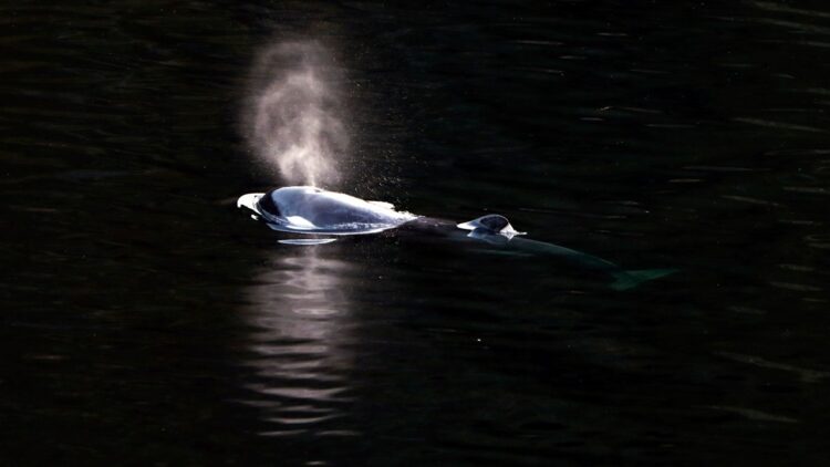 Orca Calf Swims Out Of Canadian Lagoon Where It Had Been Trapped More Than A Month