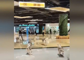 WATCH: 100 huskies cut loose in shopping mall after pet café mishap
