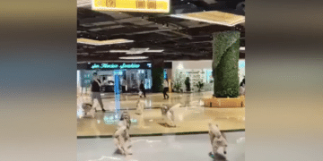 WATCH: 100 huskies cut loose in shopping mall after pet café mishap