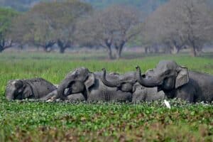AI Can Help Protect Wildlife From Human Dangers, But ‘Real’ Value Is In Data Collection